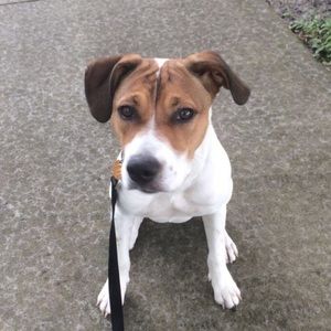 Meet your Posher, Lizzie